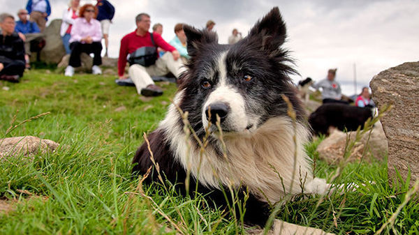 Sheepdog at Leault Farm, Kincraig, Scotland